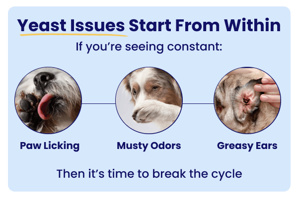 Yeast issues start from within