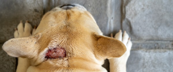 Natural Solutions For Treating Hot Spots