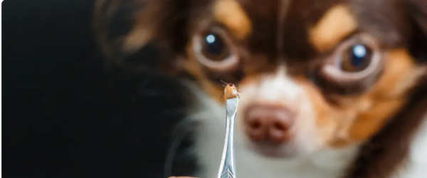 Lyme Disease in dogs dog looking at a tick