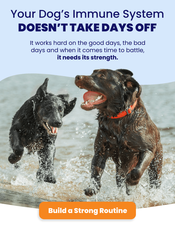 Your dog's immune system doesn't take days off