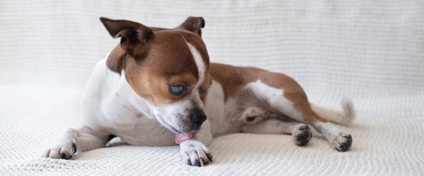 How To Heal Lick Granuloma In Dogs