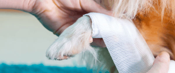 dog paw wrapped - hot to treat wounds at home