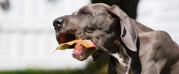 Pig ears good for dogs. Benefits and risks revealed.