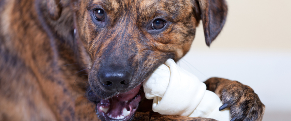 Is Rawhide Bad For Dogs? The Raw Truth