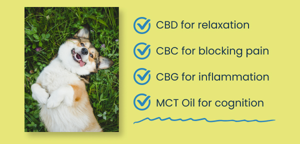 dog on grass and CBD benefits