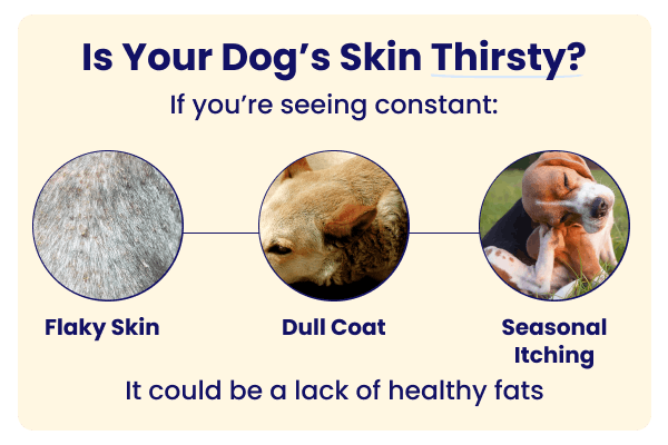 Is your dog's skin thirsty?