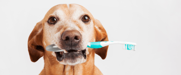 Dog Has Bad Breath? Top Causes And Natural Solutions