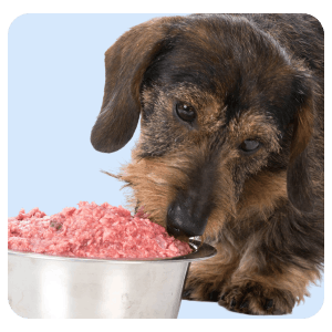 Dog eating raw dog food
