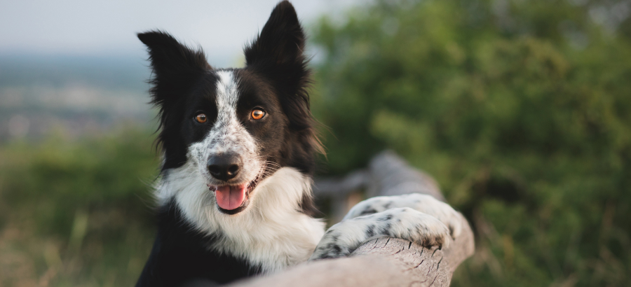 5 tips for a healthy gut image of dog looking and trees in background