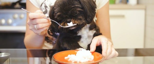 dog eating rice