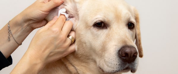 Dog Ear Yeast Infection