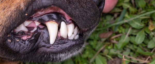 Stinky breath could it be gum disease in your dog