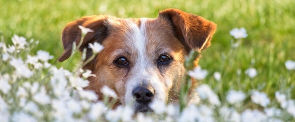Dog looking at camera through field of flowers herbs for skin problems
