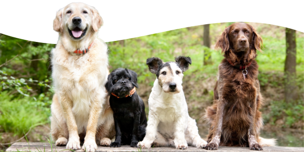 dogs sitting outside