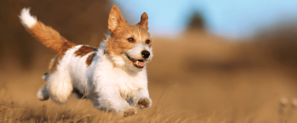 Dog jumping through grass natural heartworm treatment