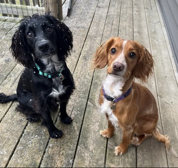 two dogs sitting outside
