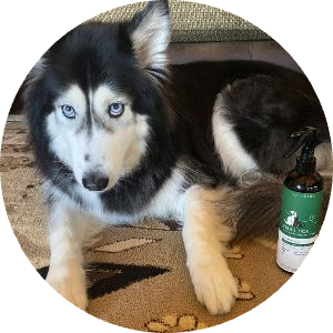 Dog laying beside a bottle of Kin + Kind spray