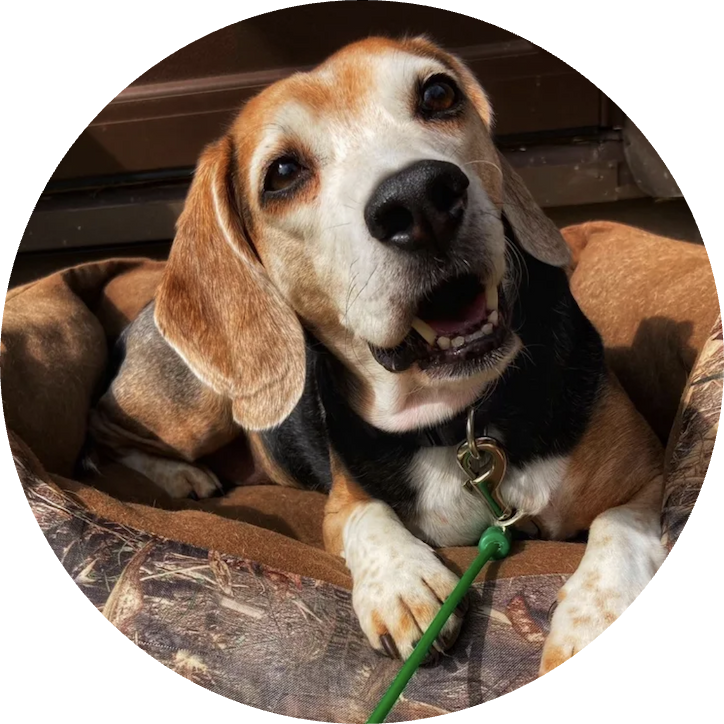 cute beagle looking at you testimonial image