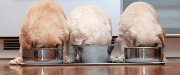 3 superfoods to help combat dog allergies