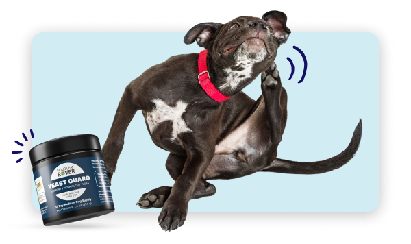 Dog scratching ear with Gut Guard bottles floating in behind him. 