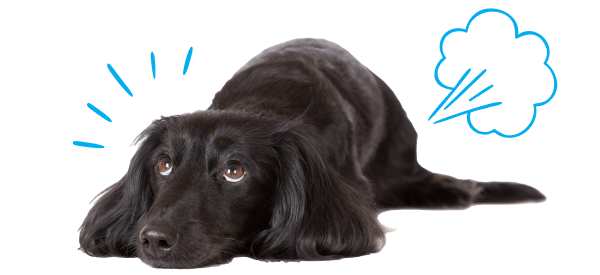A black dog lying down with a sad expression, accompanied by blue graphic elements suggesting bloating or digestive discomfort.