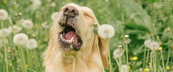 5 herbal first aid remedies to keep in your cupboard for your dog