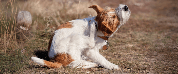 What Actually Works For Fleas