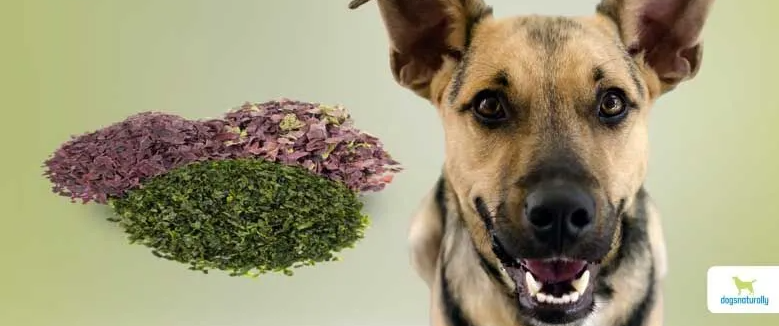 Top 7 Sea Vegetables For Dogs