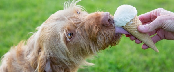 Is Ice Cream Safe For Dogs