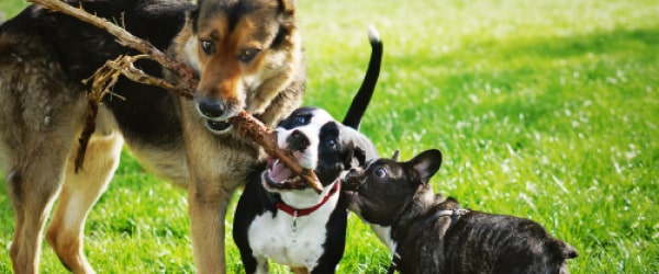 How Dogs Really Get Worms