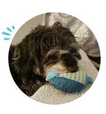 Laren A's dog I recommend for picky eaters