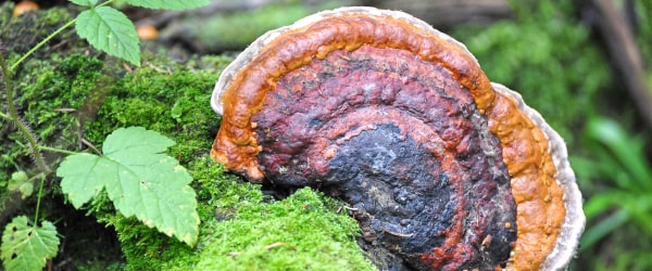 Chaga Mushrooms for Dogs A Surprising Superfood