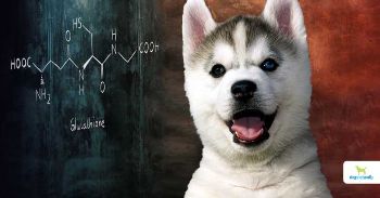 glutathione in dogs