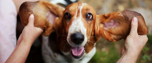 How to safely clean your dog's ears - dog with big ears