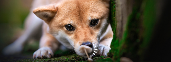 dog looking at a mushroom in the wild, a close up