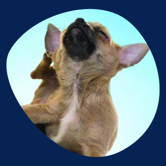 DIY Allergy Remedies That WORK