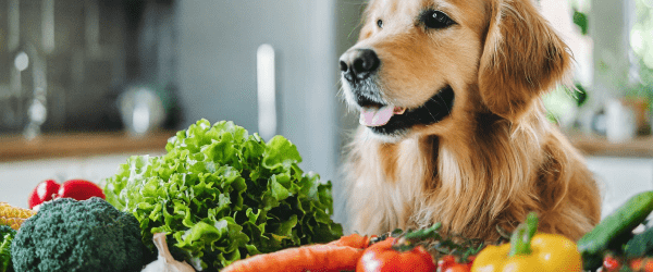 dog with veggies - the debate surrounding vegetables for dogs