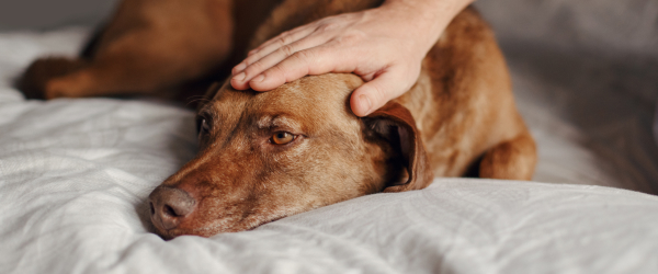 Sad looking dog being pet on the head - recognize dementia