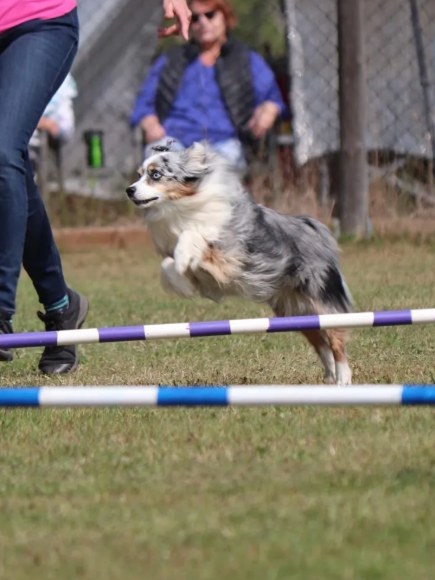 dog jumping over rails in agility