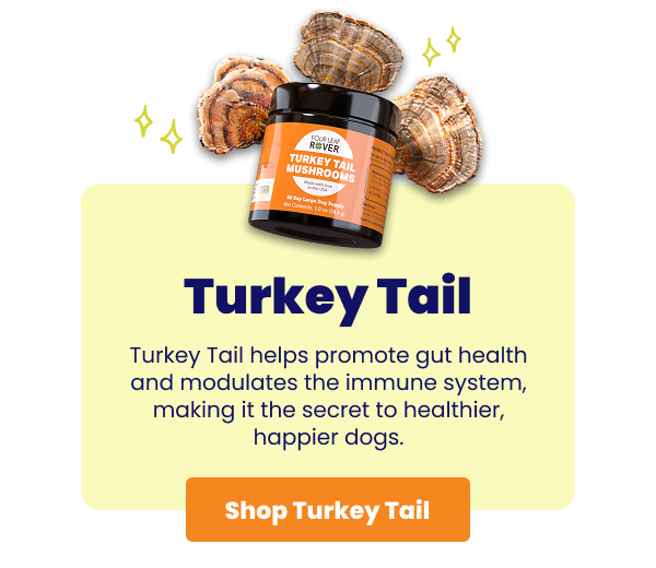 Turkey Tail jar with mushrooms around it and yellow box with description 