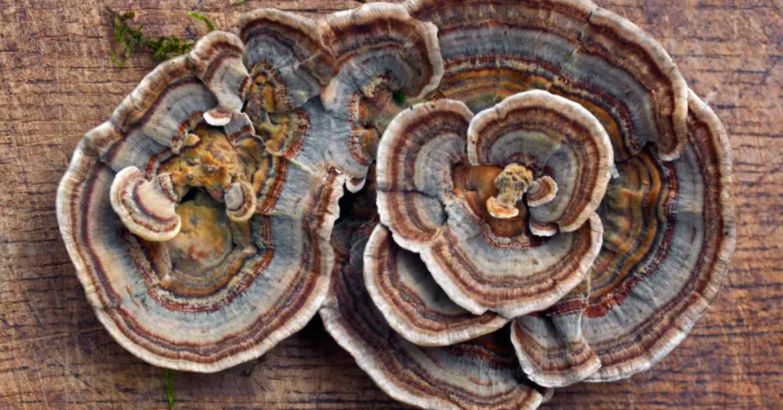 image of mushrooms