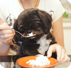 Small black dog being fed rice from a spoon.