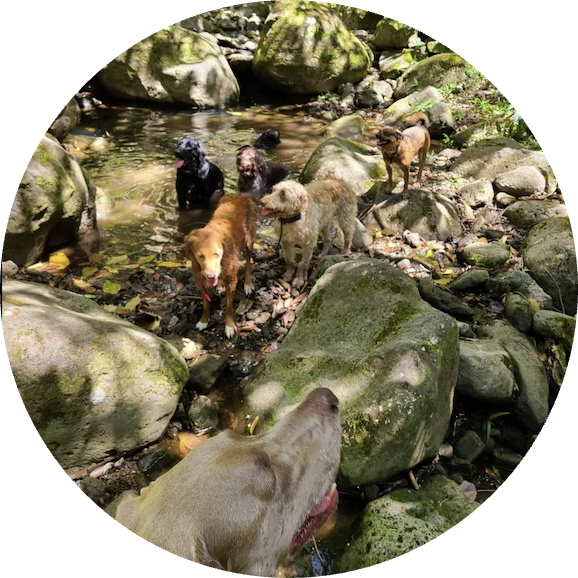 Group of dogs hiking outside