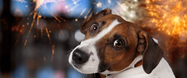 The Ultimate Guide To Probiotics