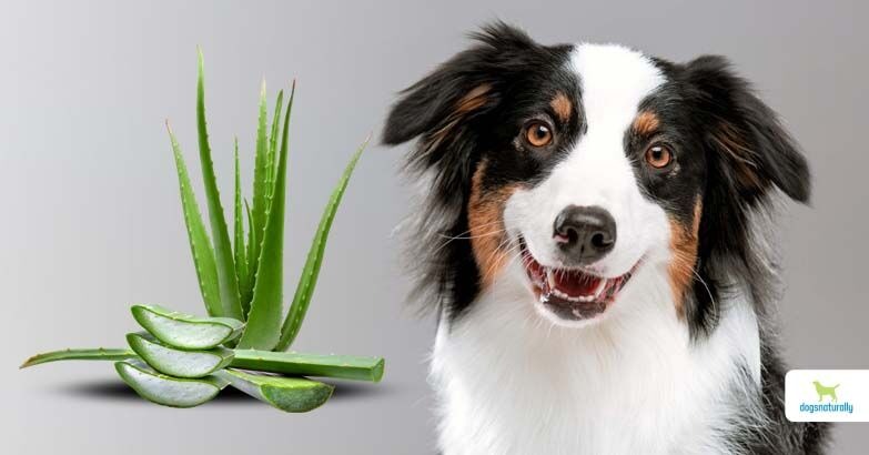 Aloe Vera For dogs