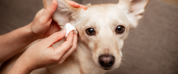 Dog getting his ears cleaned