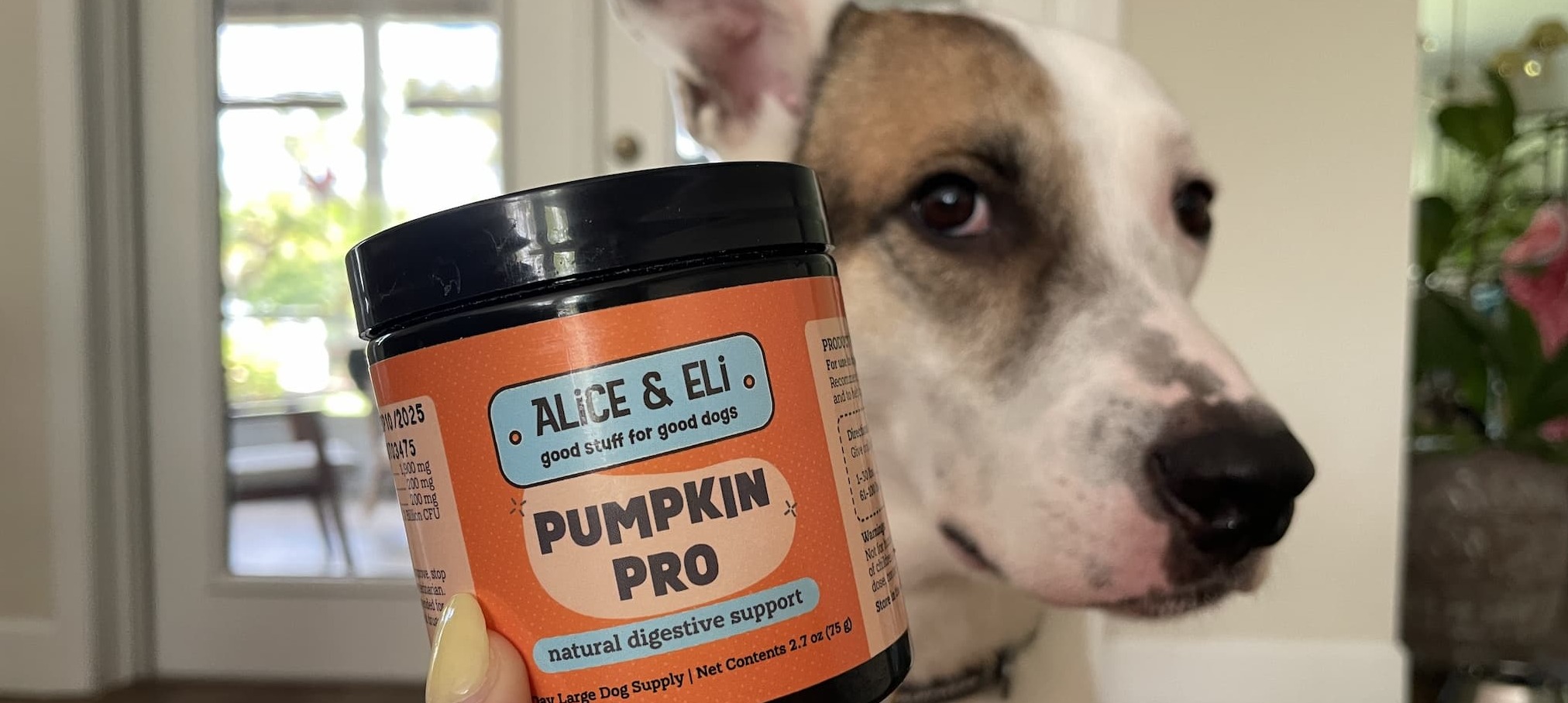 Alice & Eli Pumpkin Pro