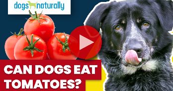 tomatoes for dogs