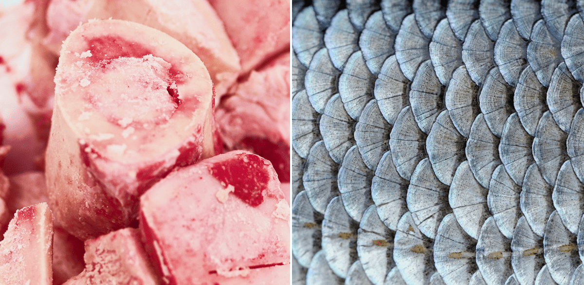 Beef vs Marine Collagen