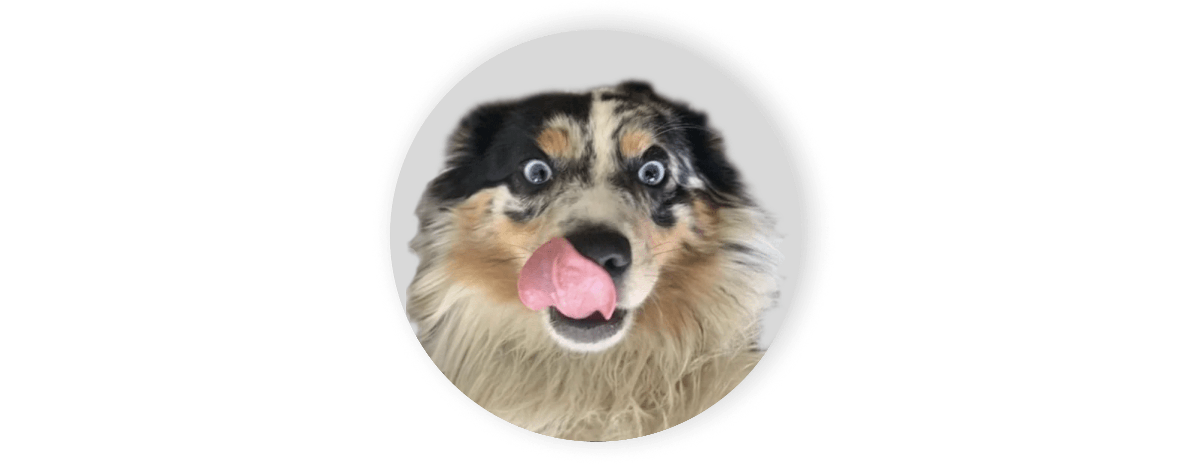 Image of dog wide eyed